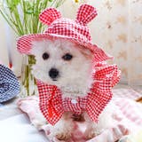 ペット用帽子 クルーハット 単品 | PlusNao | 詳細画像8