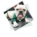 ドッグウェア ペットウェア ラウンドネック | PlusNao | 詳細画像3 