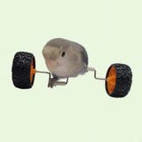 バードトイ 鳥おもちゃ 鳥の遊び場 | PlusNao | 詳細画像2 