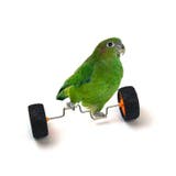 バードトイ 鳥おもちゃ 鳥の遊び場 | PlusNao | 詳細画像3 