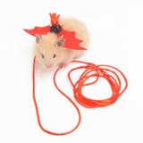 ハムスター用ハーネスリード ペット用品 小動物 | PlusNao | 詳細画像9 
