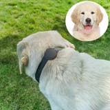 首輪 ペット用 犬用 | PlusNao | 詳細画像2