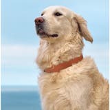 首輪 ペット用 犬用 | PlusNao | 詳細画像3