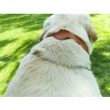 首輪 ペット用 犬用 | PlusNao | 詳細画像4
