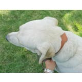 首輪 ペット用 犬用 | PlusNao | 詳細画像5