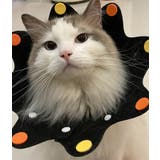 エリザベスカラー 猫 犬 | PlusNao | 詳細画像8