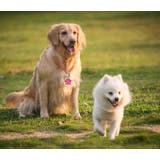 ペット用迷子札 名札 ネームタグ | PlusNao | 詳細画像4 