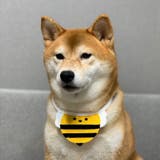 ペット用スタイ アクセサリー ビブ | PlusNao | 詳細画像16 