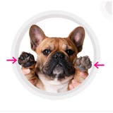 足洗いカップ ペット用品 犬用品 | PlusNao | 詳細画像4 