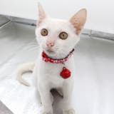 猫用首輪 カラー セーフティバックル | PlusNao | 詳細画像3
