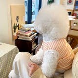 ペットウェア カットソー 犬服 | PlusNao | 詳細画像5 