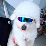 ペット用 サングラス メガネ | PlusNao | 詳細画像2