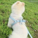 ハーネス リード 2点セット | PlusNao | 詳細画像2