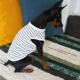犬服 ドッグウェア タンクトップ | PlusNao | 詳細画像3