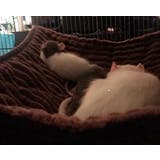 小動物 ハンモック 大きめ | PlusNao | 詳細画像5 