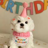 ペット用スタイ&帽子セット 2点セット 小型犬 | PlusNao | 詳細画像2
