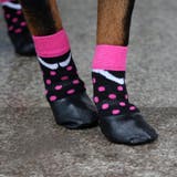 犬用ソックスシューズ 犬用靴 底部ラバー素材 | PlusNao | 詳細画像3 