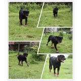 犬用ソックスシューズ 犬用靴 底部ラバー素材 | PlusNao | 詳細画像6 