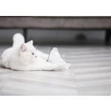 猫じゃらし 猫 ネコ | PlusNao | 詳細画像6 