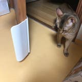 ペットドア ペット用品 犬ドア | PlusNao | 詳細画像3