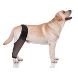犬用サポーター 1枚 単品 | PlusNao | 詳細画像6 