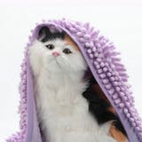 ペット用タオル モールタオル 吸水タオル | PlusNao | 詳細画像4 