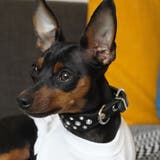 犬用首輪 猫用首輪 犬用 | PlusNao | 詳細画像4 