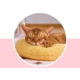 ペット用クッション 猫 犬 | PlusNao | 詳細画像4 