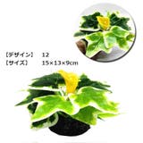 人工プランツ 人工水草 アクアリウム用品 | PlusNao | 詳細画像14