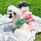 【ギンガムリボンタンクトップ】犬 服 犬服 | PlusNao | 詳細画像13 