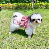【ギンガムリボンタンクトップ】犬 服 犬服 | PlusNao | 詳細画像14 