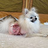 【ギンガムリボンタンクトップ】犬 服 犬服 | PlusNao | 詳細画像19 