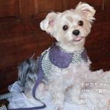 【ギンガムチェックハーネス&リード】ハーネス リード 2点セット | PlusNao | 詳細画像17 