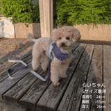 【ギンガムチェックハーネス&リード】ハーネス リード 2点セット | PlusNao | 詳細画像20 