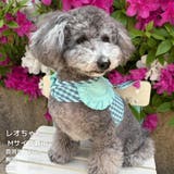 【ギンガムチェックハーネス&リード】ハーネス リード 2点セット | PlusNao | 詳細画像21 