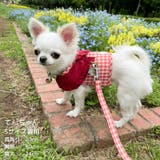 【ギンガムチェックハーネス&リード】ハーネス リード 2点セット | PlusNao | 詳細画像22 