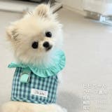 【ギンガムチェックハーネス&リード】ハーネス リード 2点セット | PlusNao | 詳細画像23 