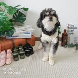 【メッシュドッグシューズ】犬 靴 脱げない | PlusNao | 詳細画像8 