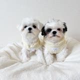 【くま耳フードタンクトップ】S M L | PlusNao | 詳細画像15 