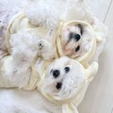 【くま耳フードタンクトップ】S M L | PlusNao | 詳細画像18 