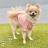 【パステルトラックジャケット】S M Lペットウェア | PlusNao | 詳細画像18 