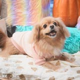 【パステルトラックジャケット】S M Lペットウェア | PlusNao | 詳細画像22 