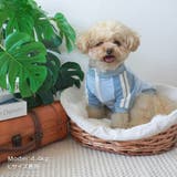 【パステルトラックジャケット】S M Lペットウェア | PlusNao | 詳細画像6 