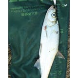 フィッシングタオル 魚計測 50cm | PlusNao | 詳細画像5