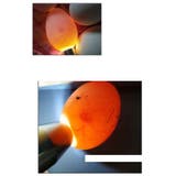 検卵器 検卵機 ライト | PlusNao | 詳細画像3 