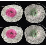 ガスランタン用 マントル 10枚セット | PlusNao | 詳細画像8