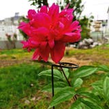園芸支柱 植木鉢 観葉植物 | PlusNao | 詳細画像3 