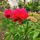 園芸支柱 植木鉢 観葉植物 | PlusNao | 詳細画像4 