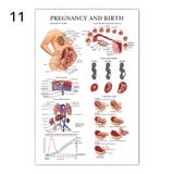 ポスター 人体ポスター 40×60cm | PlusNao | 詳細画像10