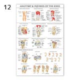 ポスター 人体ポスター 40×60cm | PlusNao | 詳細画像11